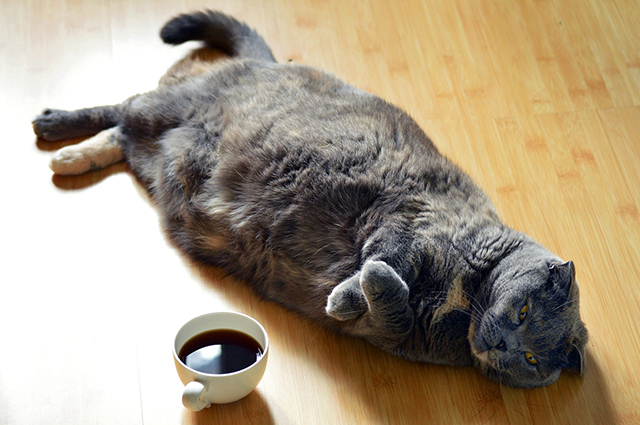 コーヒーと寝転がる猫