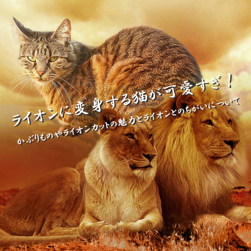 ライオンに変身する猫が可愛すぎ！かぶりものやライオンカットの魅力とライオンとのちがいについて
