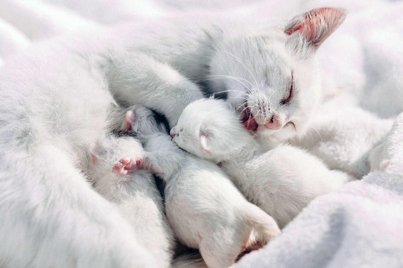 授乳する白い母猫