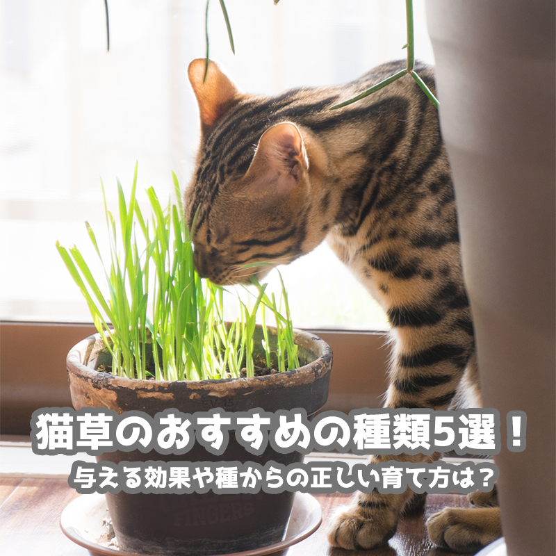 猫草のおすすめの種類5選！与える効果や種からの正しい育て方は？