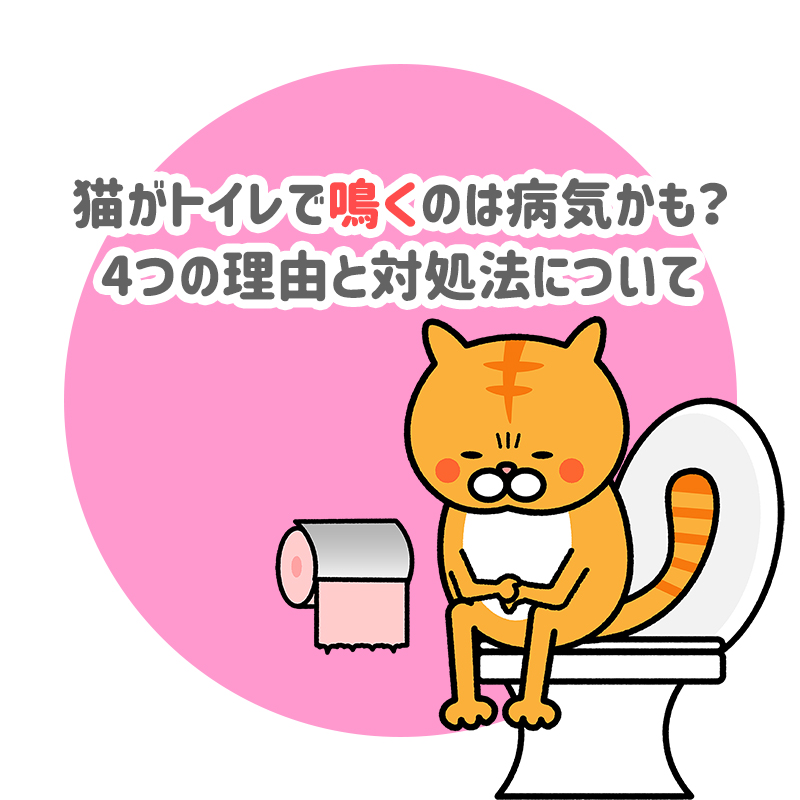 【獣医師監修】猫がトイレで鳴くのは病気かも？4つの理由と対処法について