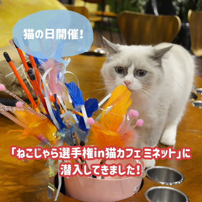 【ねこじゃら選手権リポート】猫の日の猫カフェ ミネットに大潜入！人気おもちゃに猫ちゃん大興奮(*´Д｀)