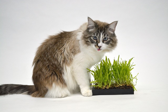 猫草,種類,育て方,種