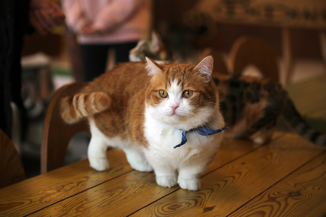 マンチカン 性格 きつい