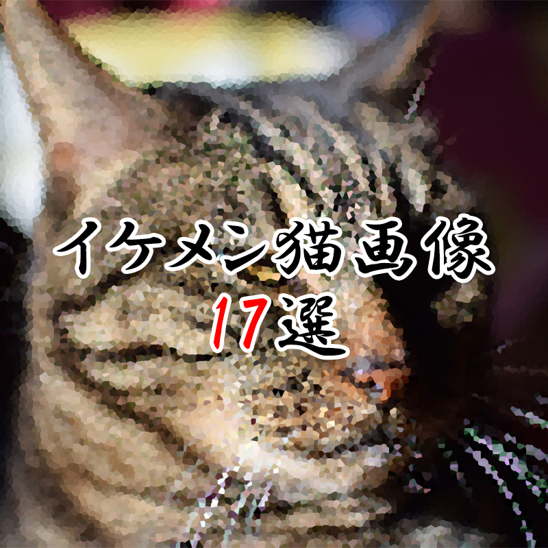 【イケメン猫画像17選】ツンデレ猫からおじさま猫まで猫界のイケメン大集合！