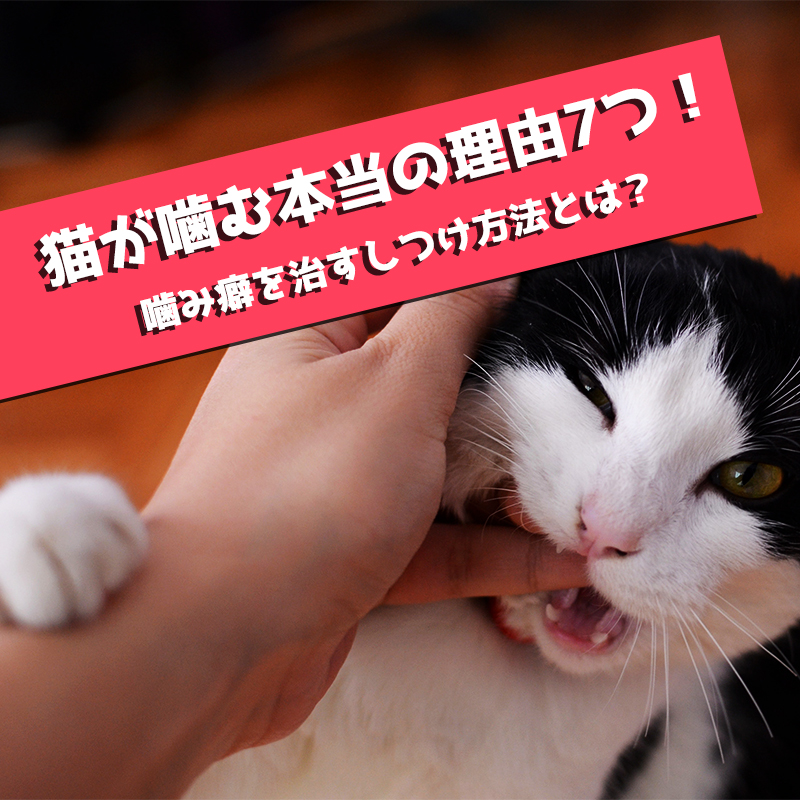 猫が噛む本当の理由7つ！噛み癖を治すしつけ方法とは？