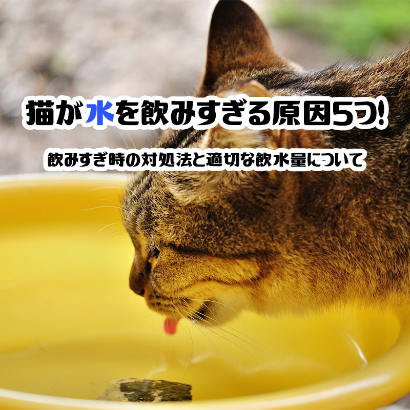 猫が水を飲みすぎる原因5つ！飲みすぎ時の対処法と適切な飲水量について