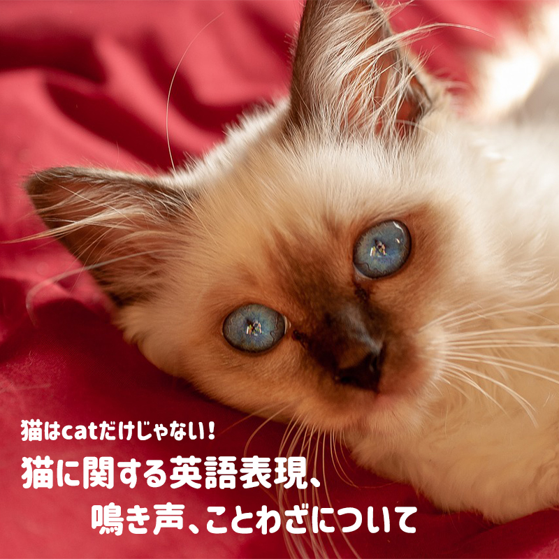 猫はcatだけじゃない！猫に関する英語表現、鳴き声、ことわざについて