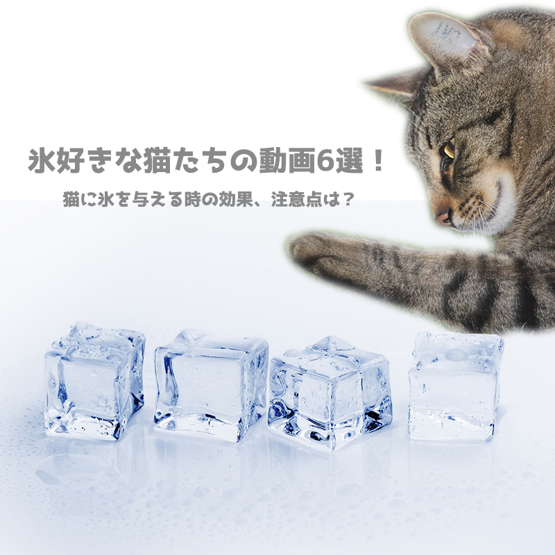 氷好きな猫たちの動画6選！猫に氷を与える時の効果、注意点は？