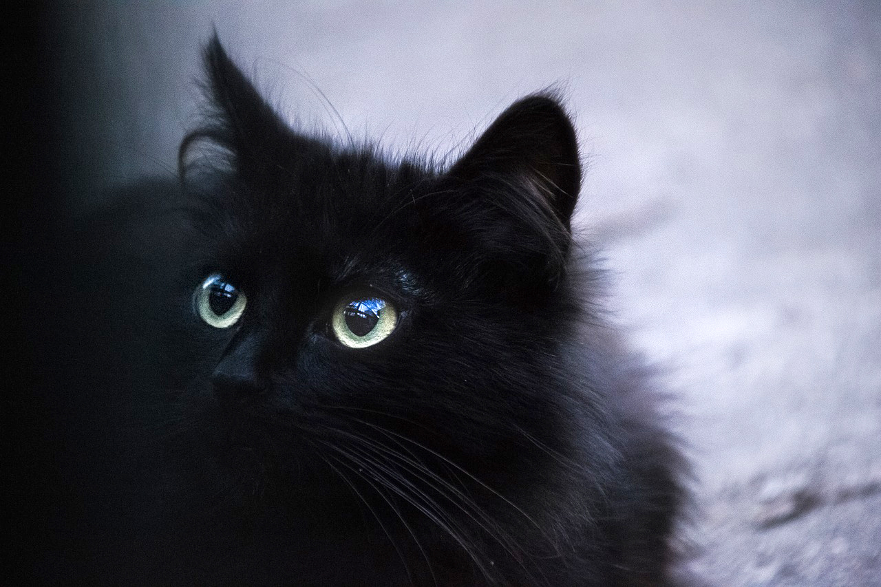 長毛の黒猫