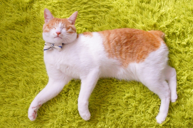 ジャパニーズボブテイル