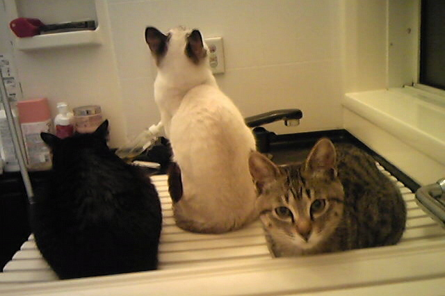 猫,風呂,好き,見にくる