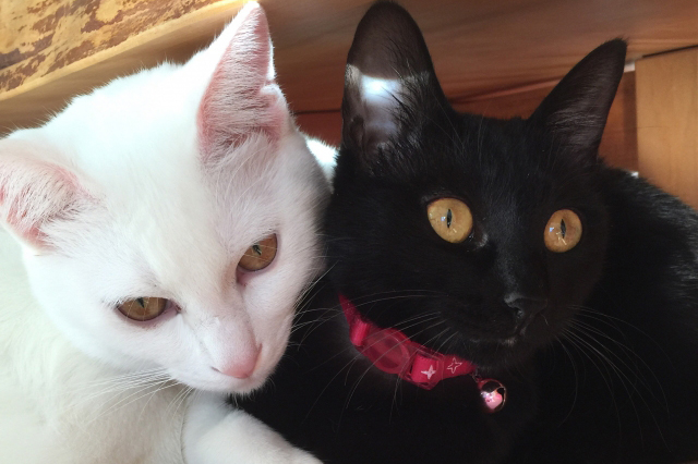 白猫と黒猫