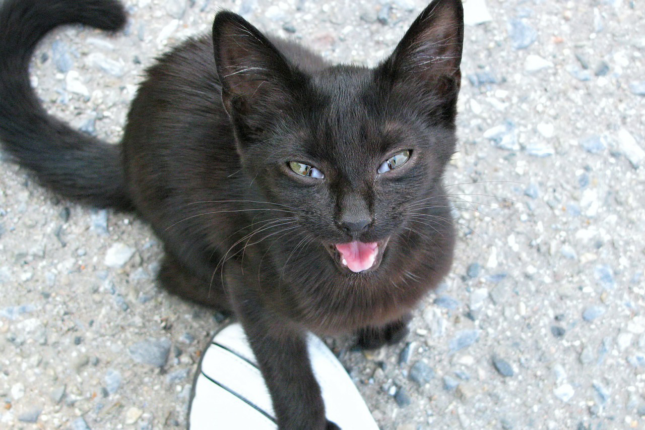 見上げて鳴く黒猫