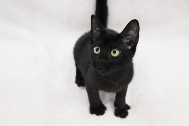 ボンベイの子猫