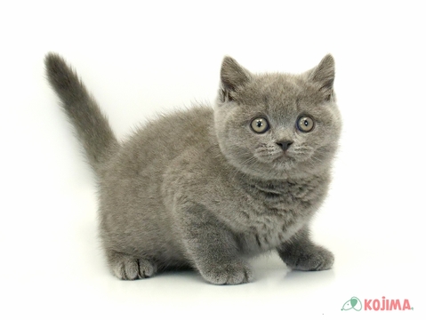 ブリティッシュショートヘア（ブリティッシュブルー）の子猫