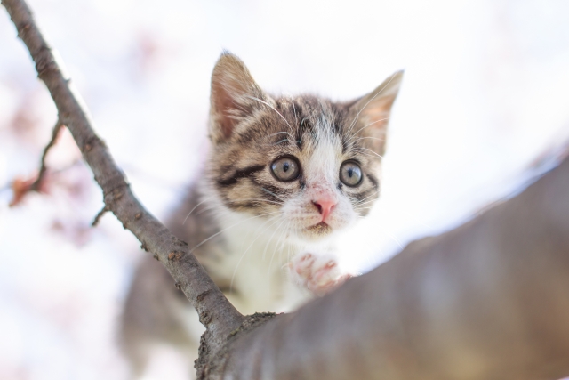 木登りする子猫