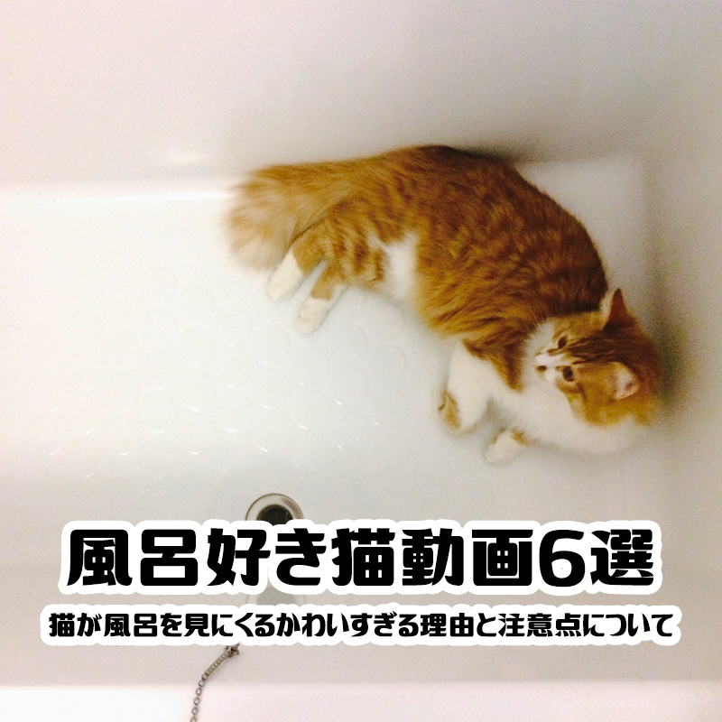 【風呂好き猫動画6選】猫が風呂を見にくるかわいすぎる理由と注意点について