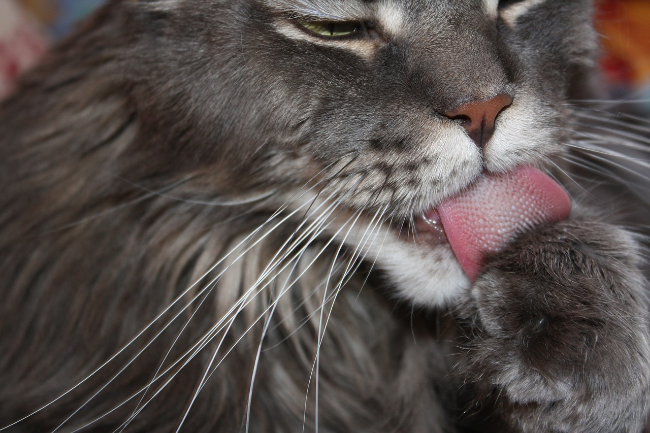 猫の舌のザラザラ02
