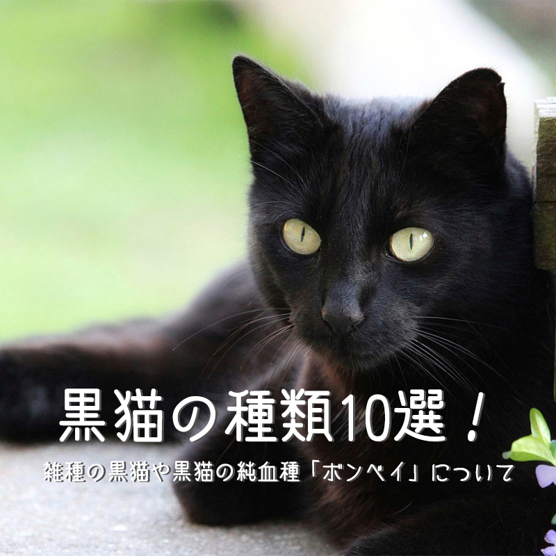 黒猫の種類10選！雑種の黒猫や黒猫の純血種「ボンベイ」について