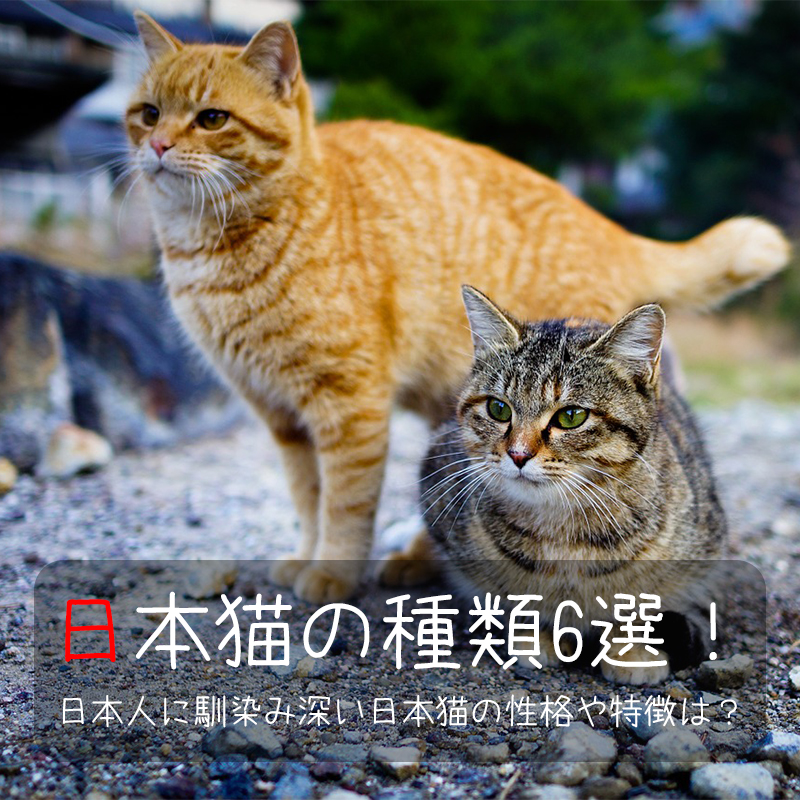 日本猫の種類6選！日本人に馴染み深い日本猫の性格や特徴は？