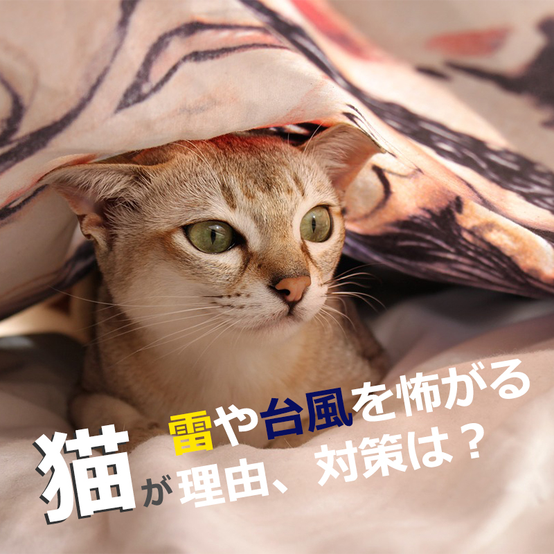猫が台風や雷を怖がる理由、対策は？雨の日の気象病にも要注意！