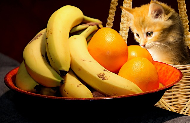 バナナと猫
