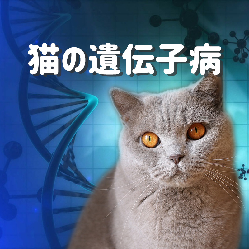 【獣医師に聞きました】猫ちゃんの遺伝性疾患（遺伝子病）にはどんな病気がある？