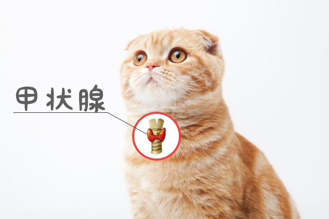 甲状腺機能亢進症の手術はどのような手順で行われますか?