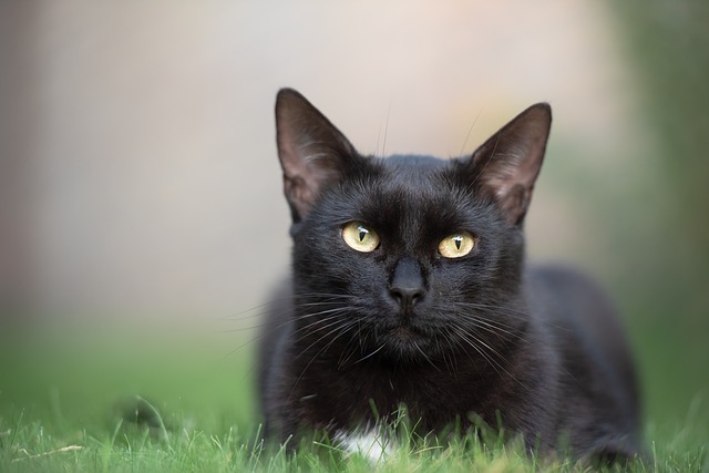 日本猫の黒猫