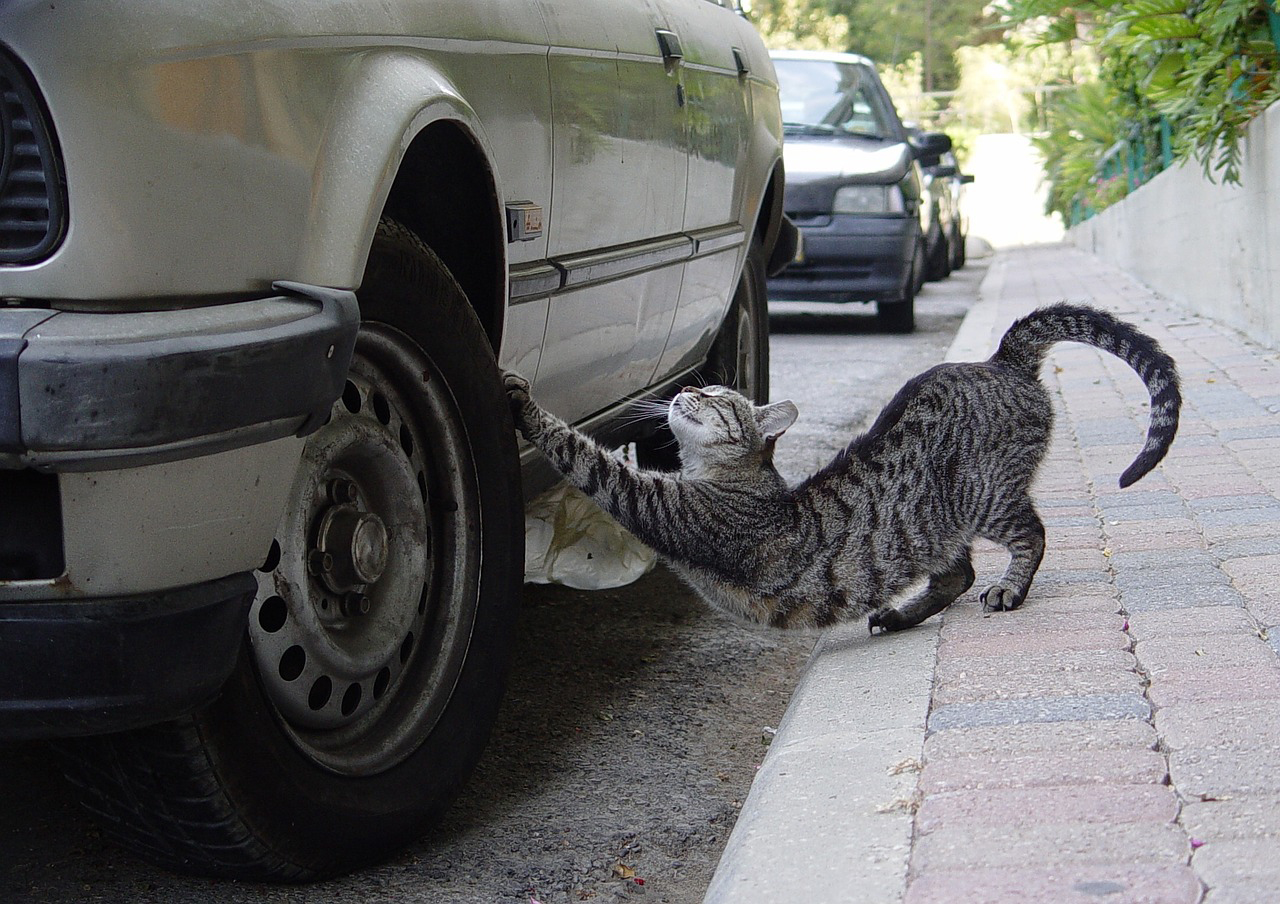 猫が車のボンネット下のエンジンルームに入る理由と対処法 対策は
