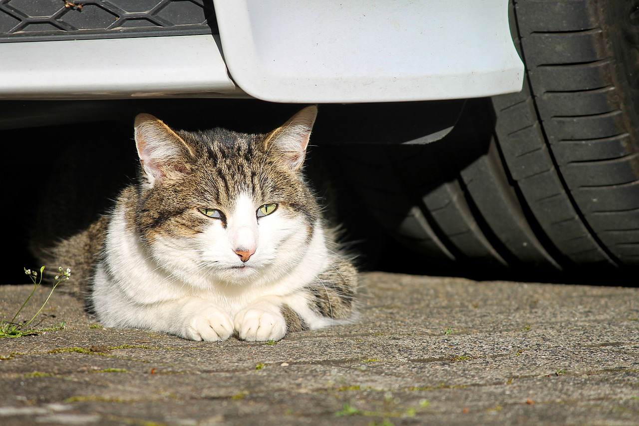 猫が車のボンネット下のエンジンルームに入る理由と対処法 対策は