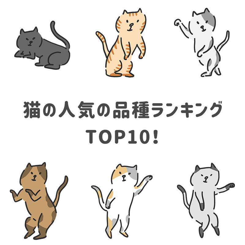 【2020年】猫の人気の品種ランキングTOP10！それぞれの猫種の性格や特徴は？