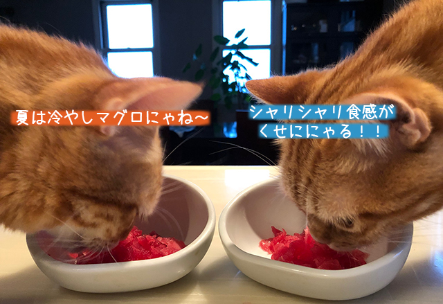 猫試食