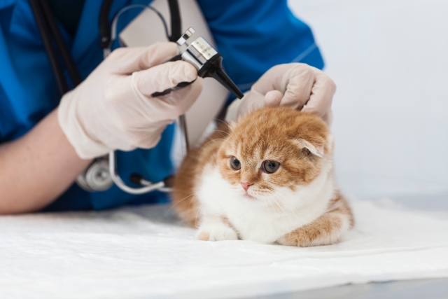 耳の検査を受ける猫