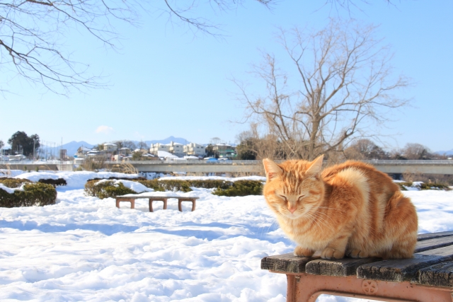 雪の降った公園にいる猫