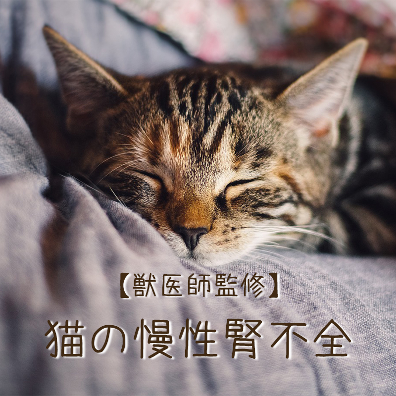 【獣医師監修】猫の慢性腎不全の症状、原因は？末期の猫のケアについて