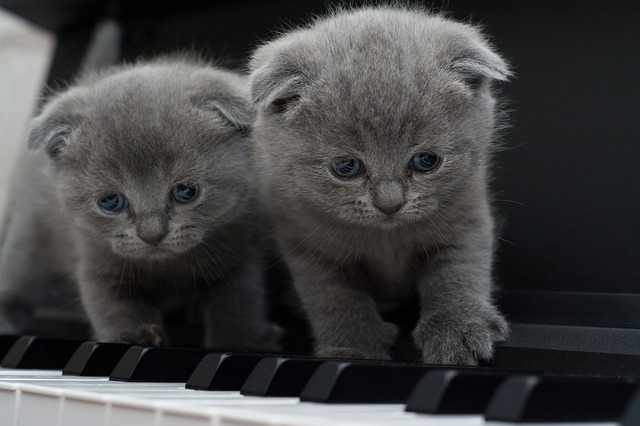 ピアノの上の子猫