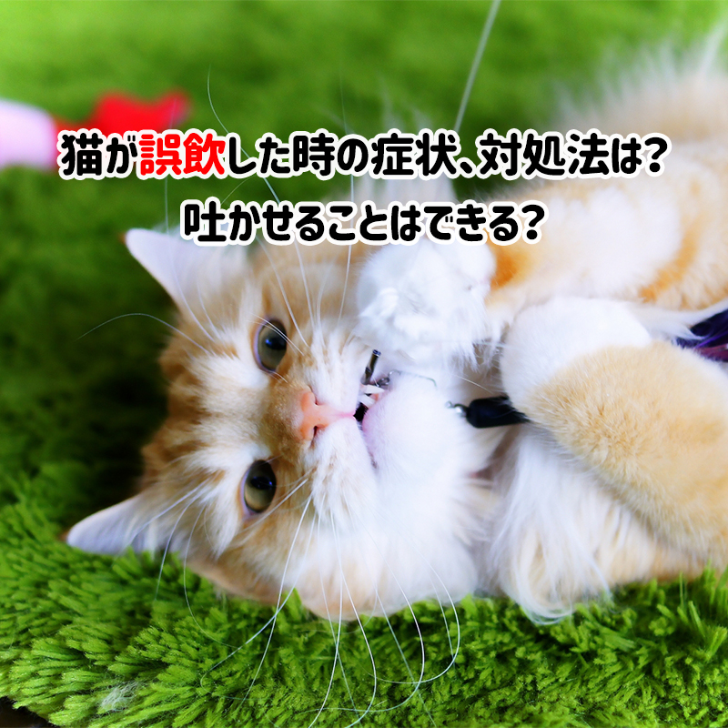 【獣医師監修】猫が誤飲した時の症状、対処法は？吐かせることはできる？