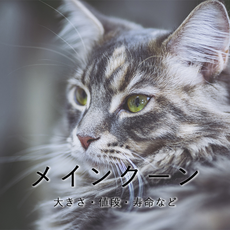 メインクーン｜猫の総合情報サイト ペットスマイルニュースforネコちゃん