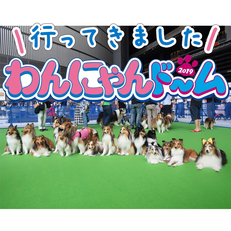 埼玉初開催のペットイベント「わんにゃんドーム」に潜入！楽しさ溢れるペット好きには最高の空間