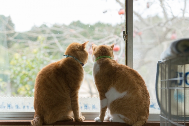 猫が窓の外を見る理由5つ 窓際好きなら猫窓ハンモックがおすすめ