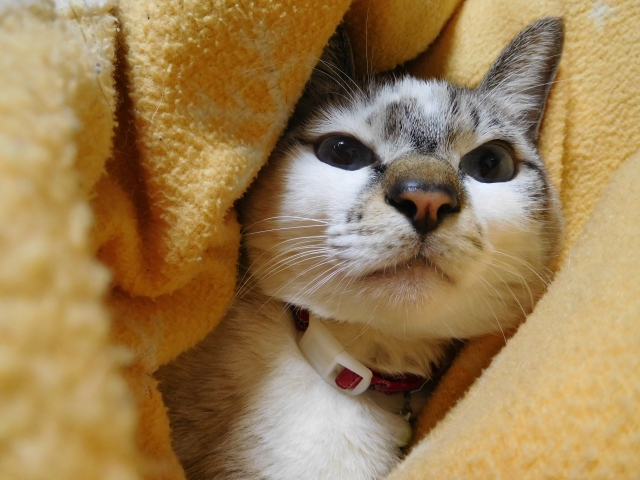 芳香剤は猫にとって安全 危険 臭いを消すためには何を使うべき