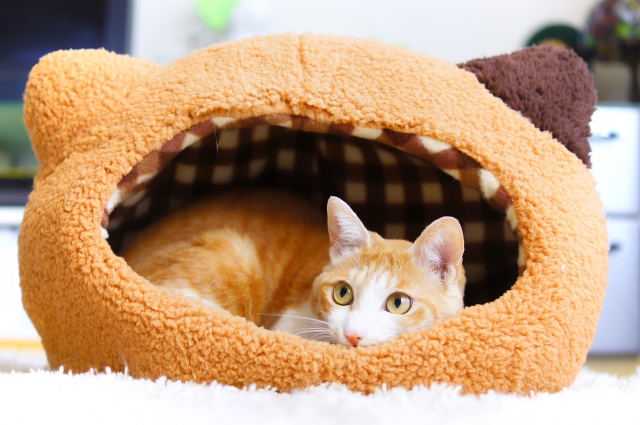 ドーム型ベッドでくつろぐ猫