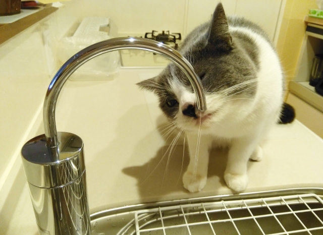 蛇口から水道水を飲もうとする猫