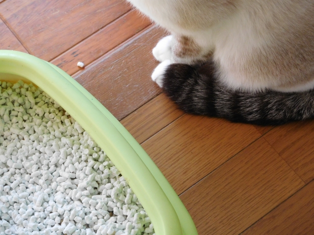 猫がトイレの砂かけない理由4選 排泄物にまつわる行動とは