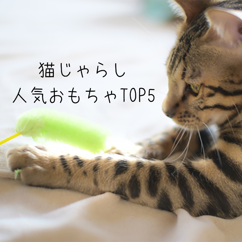 やっぱり猫には猫じゃらし！人気おもちゃTOP5と手作り方法を紹介