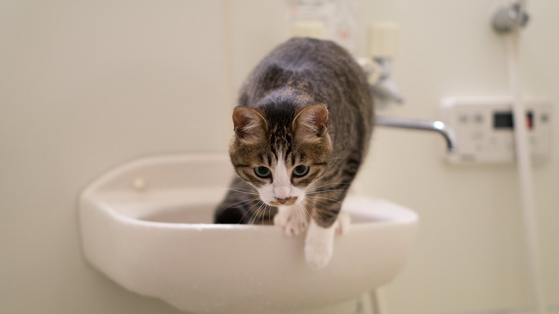 洗面台の中の猫