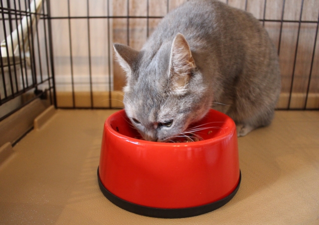 赤いお皿からご飯を食べる猫