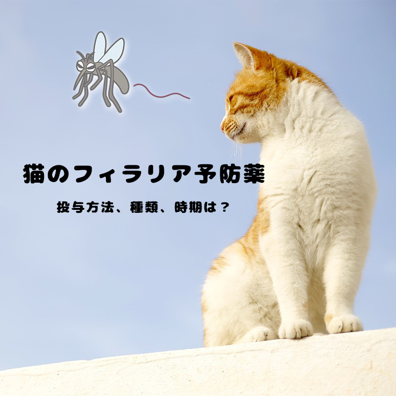 【獣医師監修】猫のフィラリア予防薬の投与方法、種類、時期は？